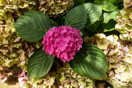 Hortensja Ogrodowa 'Alpengluhen' – Sadzonka 20 cm
