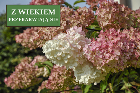 Hortensja bukietowa 'Candelight' - Sadzonka 30-40 cm