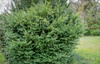 Cis Pośredni Densiformis – Botana