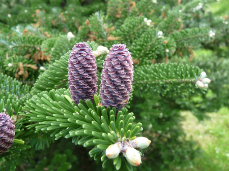 Jodła Koreańska – Sadzonka 10-15 cm