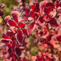 Berberys Thunberga 'Red Compact' – Sadzonka 15-25 cm