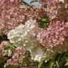 Hortensja bukietowa 'Candelight' - Sadzonka 40 cm