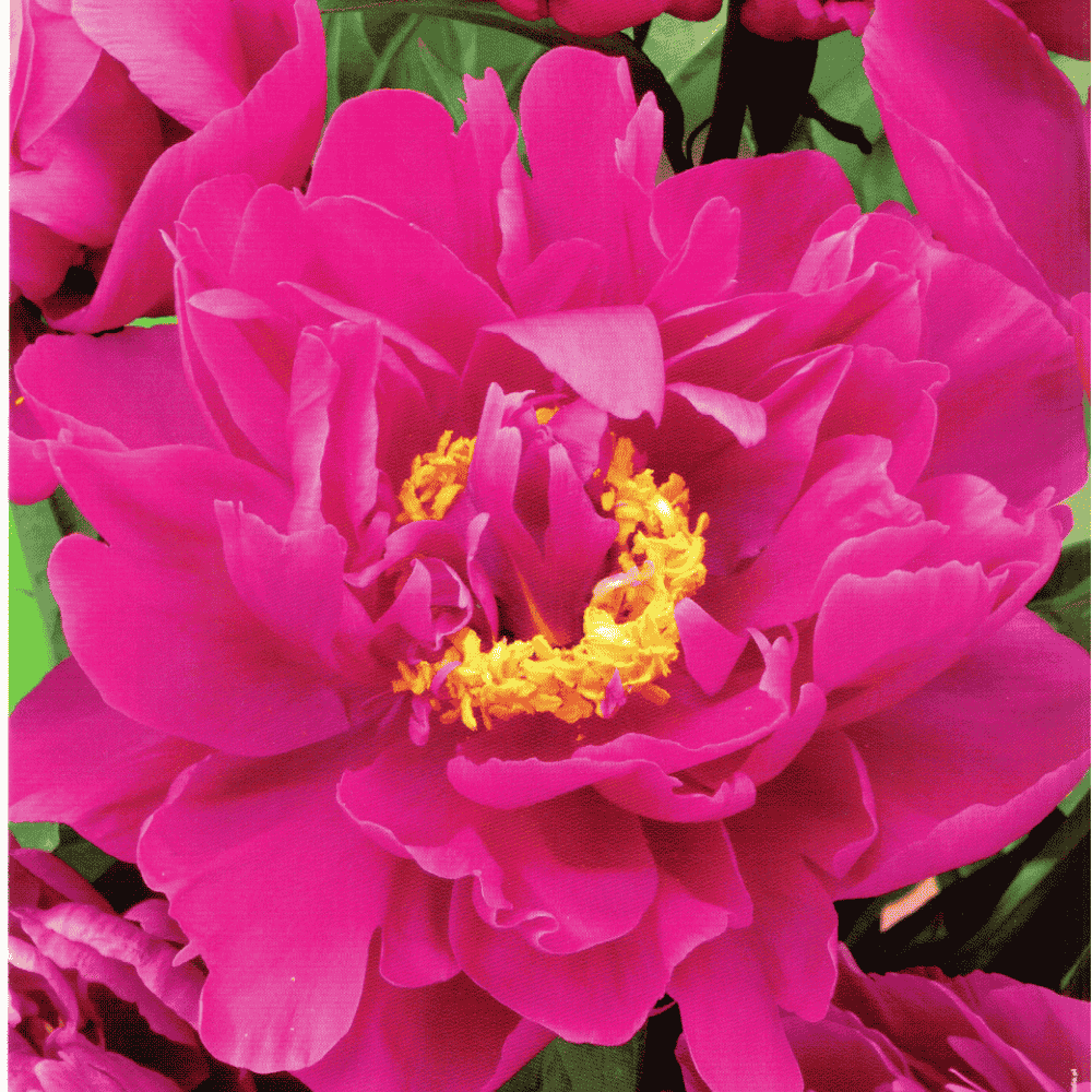 Piwonia Karl Rosenfield 1 szt. 