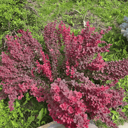 Berberys Thunberga 'Admiration' – Sadzonka 15-25 cm