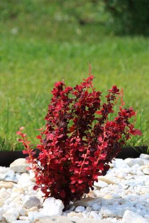 Berberys Thunberga 'Orange Rocket' PBR – Sadzonka 30 cm