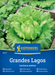 Sałata Lodowa Great Lakes – Kiepenkerl