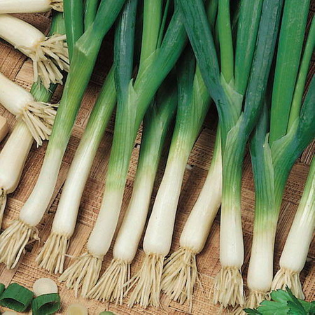 Czosnek Dęty Kaigaro – Kiepenkerl