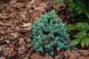 Jałowiec Łuskowaty 'Blue Star' – Sadzonka 10-15 cm