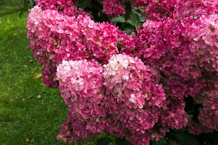 Hortensja bukietowa 'Sundae' - Sadzonka 40 cm