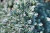 Jałowiec Łuskowaty 'Blue Star' – Sadzonka 10-15 cm