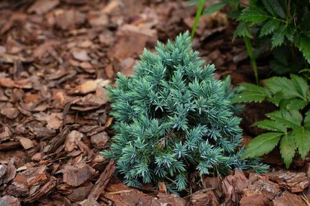 Jałowiec Łuskowaty 'Blue Star' – Sadzonka 10-15 cm
