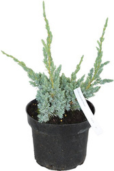 Jałowiec Łuskowaty 'Meyeri' – Sadzonka 20 cm