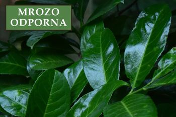 Laurowiśnia wschodnia 'Caucasica' - Sadzonka 30 cm