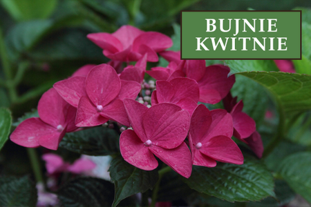 Hortensja bukietowa 'Wim's Red' - Sadzonka 30 cm