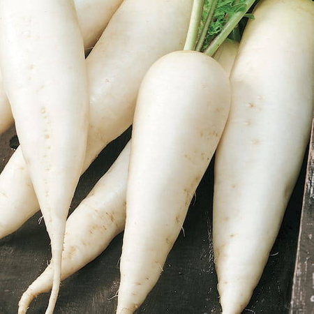 Rzodkiewka Rampouch – Kiepenkerl