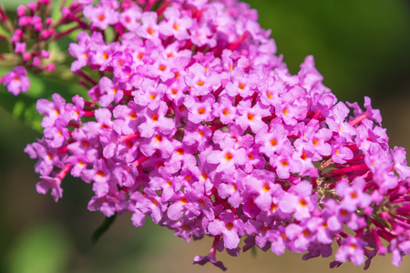 Budleja Davida 'Candy Little Pink' – Sadzonka 30-40 cm