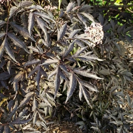 Bez Czarny Black Tower (Sambucus Nigra Black Tower)