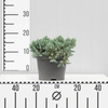 Jałowiec Łuskowaty 'Blue Star' – Sadzonka 10-15 cm