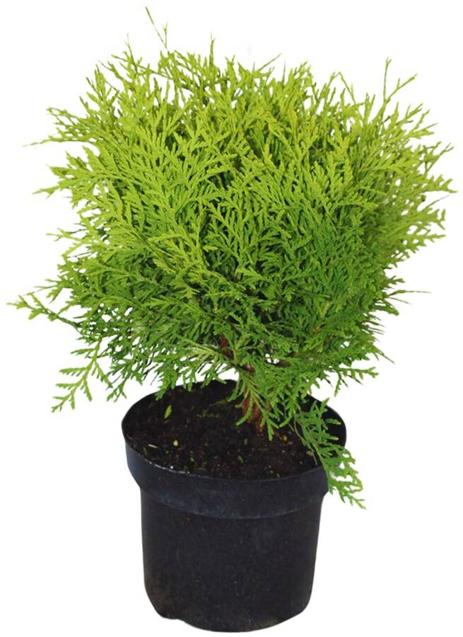 Tuja / Żywotnik Zachodni 'Danica' – Sadzonka 30-40 cm