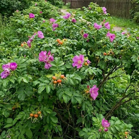 Róża Pomarszczona (Rosa Rugosa)