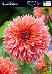 Dalia Orange Fubuki - 1 szt.