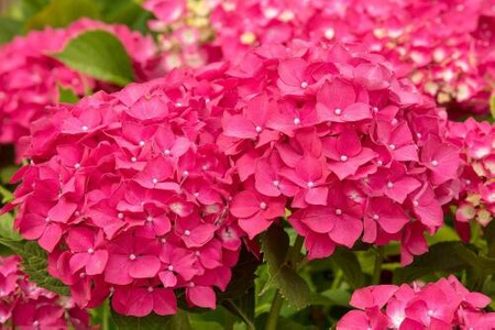 Hortensja Ogrodowa 'Leuchtfeuer' – Sadzonka 20 cm
