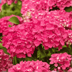 Hortensja Ogrodowa 'Leuchtfeuer' – Sadzonka 20-30 cm