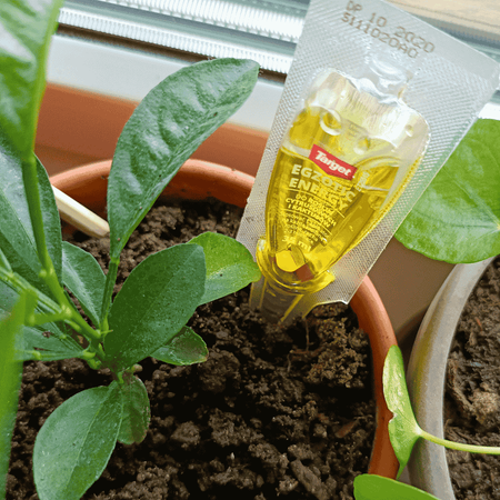 Odżywka do cytrusów i kaktusów Egzotic Energy 35 ml Target