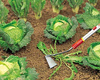 Motyka Holenderska 13 cm SH-M – Multi-Star – Wolf Garten