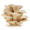 Zestaw do uprawy grzybów – Boczniak Ostrygowaty – 3 l Exotic Grow