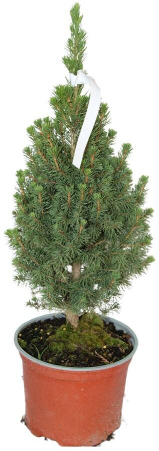 Świerk Biały 'Conica' – Sadzonka 25-40 cm