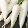Rzodkiewka Rampouch – Kiepenkerl