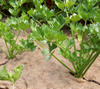Biowłóknina Ściółkująca 200g/m2