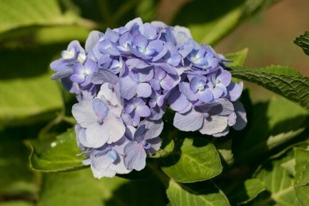 Hortensja Ogrodowa 'Bodensee' – Sadzonka 20 cm
