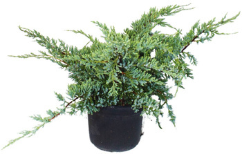 Jałowiec Łuskowaty 'Holger' – Sadzonka 20 cm
