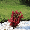 Berberys Thunberga 'Orange Rocket' PBR – Sadzonka 30 cm