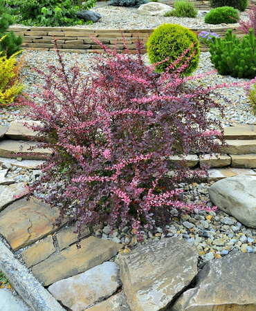 Berberys Thunberga 'Pink Queen' - Sadzonka 30 cm