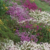 Mieszanka kwiatów do ogrodów skalnych Steingartenblumen Mix