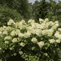 Hortensja bukietowa 'Silver Dollar' – Sadzonka 40 cm