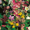 Mieszanka kwiatów cieniolubnych Schattenblumen Mix