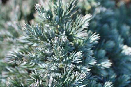 Jałowiec Łuskowaty 'Blue Star' – Sadzonka 10-15 cm