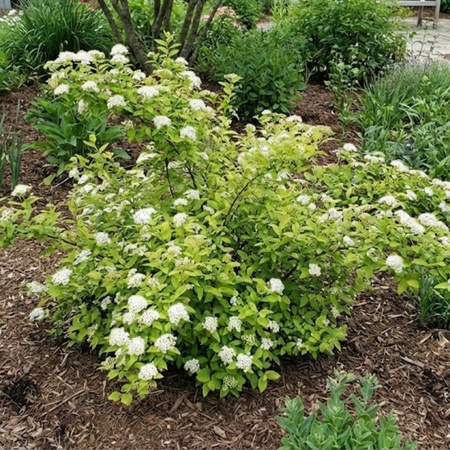 Tawuła Japońska Albiflora (Spiraea Japonica Albiflora)