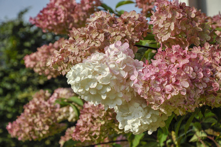 Hortensja Bukietowa 'Magical Candle Bokraflame'  – Sadzonka 40-60 cm