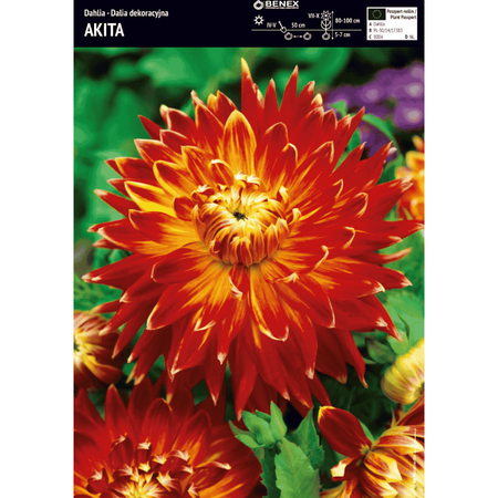 Dalia Akita 1 szt.