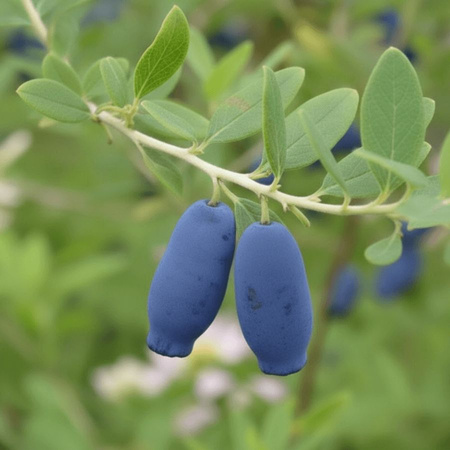 Jagoda Kamczacka Indigo Gem