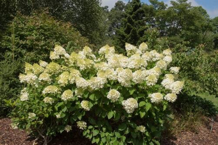 Hortensja bukietowa 'Silver Dollar' – Sadzonka 40 cm