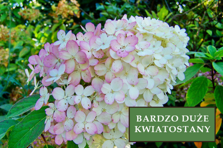 Hortensja bukietowa 'Vanilla Frise' - Sadzonka 40 cm