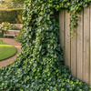 Bluszcz Irlandzki (Hedera Hibernica)