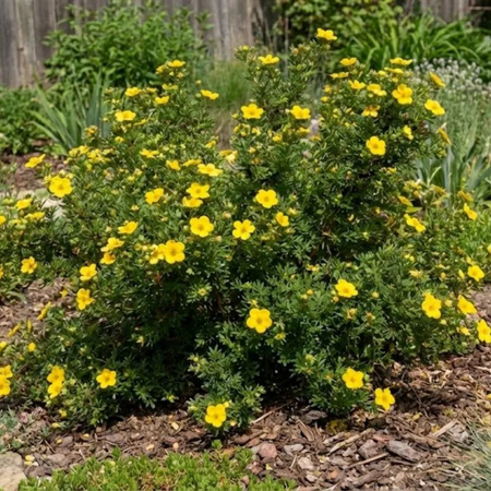 Pięciornik Krzewiasty Golfinger (Potentilla Fruticosa Goldfinger)