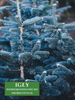 Świerk srebrny kłujący 'Misty Blue' - Sadzonka 25-30 cm